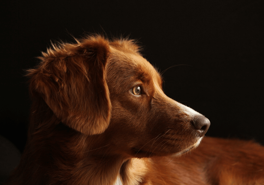 Nostro expetenda voluptatum