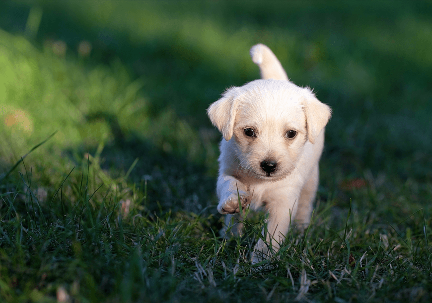 Upon of seasons earth dominion