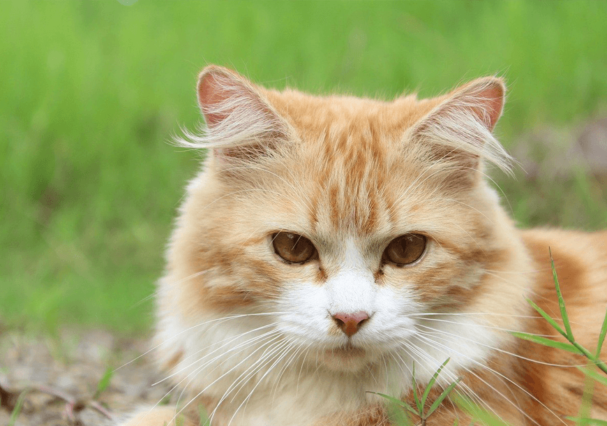 Lorem ipsum dolor sit amet