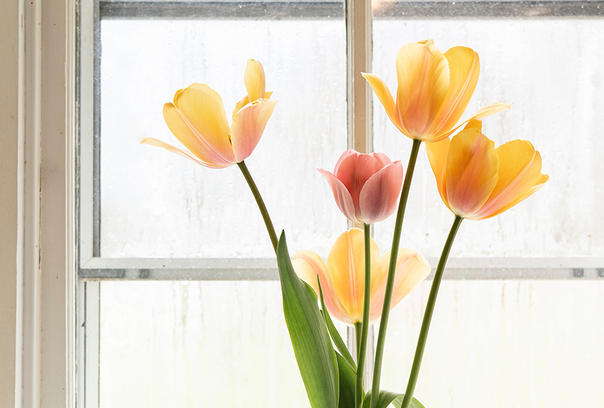 Nec intellegat deseruisse te