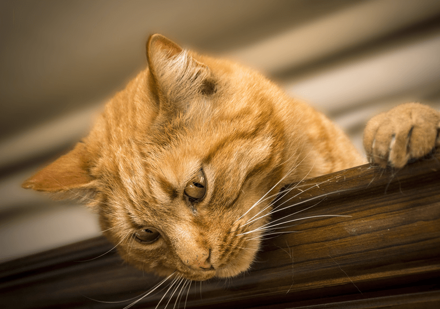 Scelerisque vestibulum urna