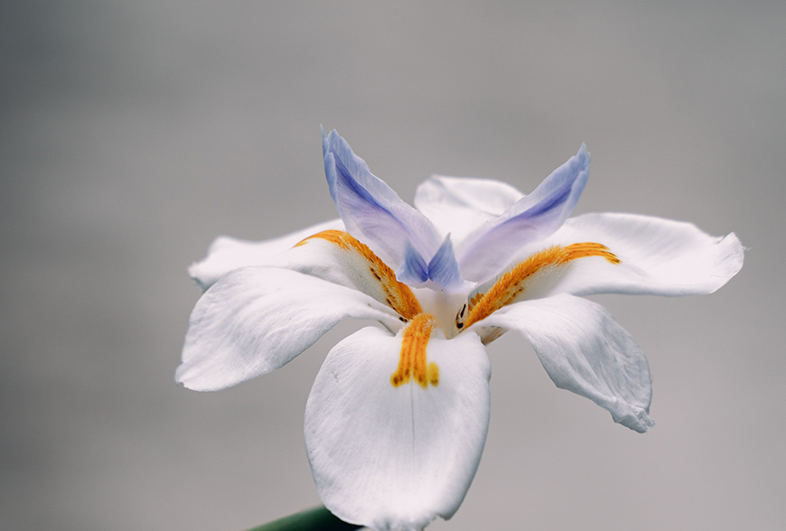 Lorem ipsum dolor sit amet