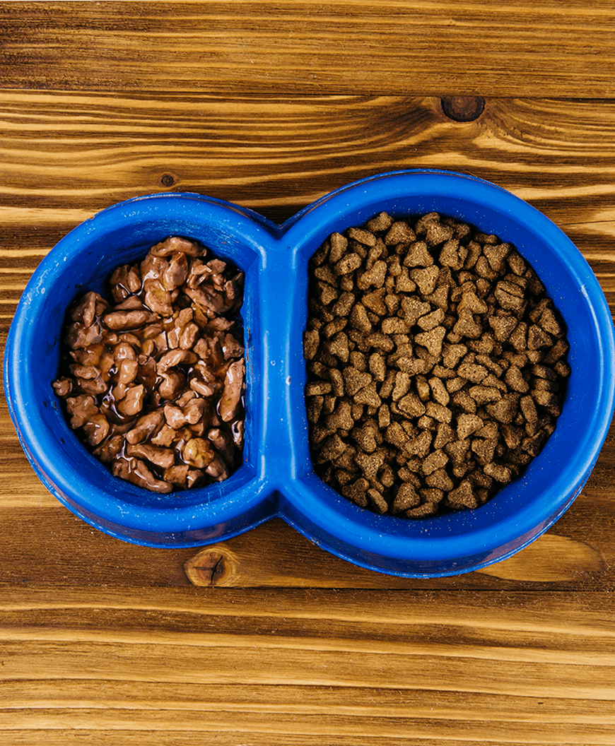 Scelerisque vestibulum urna